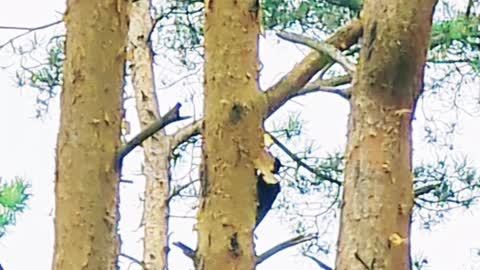 woodpecker peeling pine