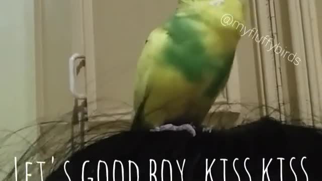 Sleepy Smart Budgie Talk non-stop