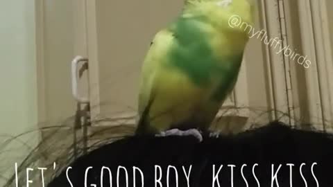 Sleepy Smart Budgie Talk non-stop