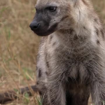 hyenas giving ''Laughter''