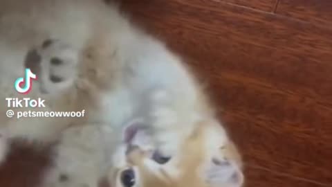 cute cat can't stop laughing😀