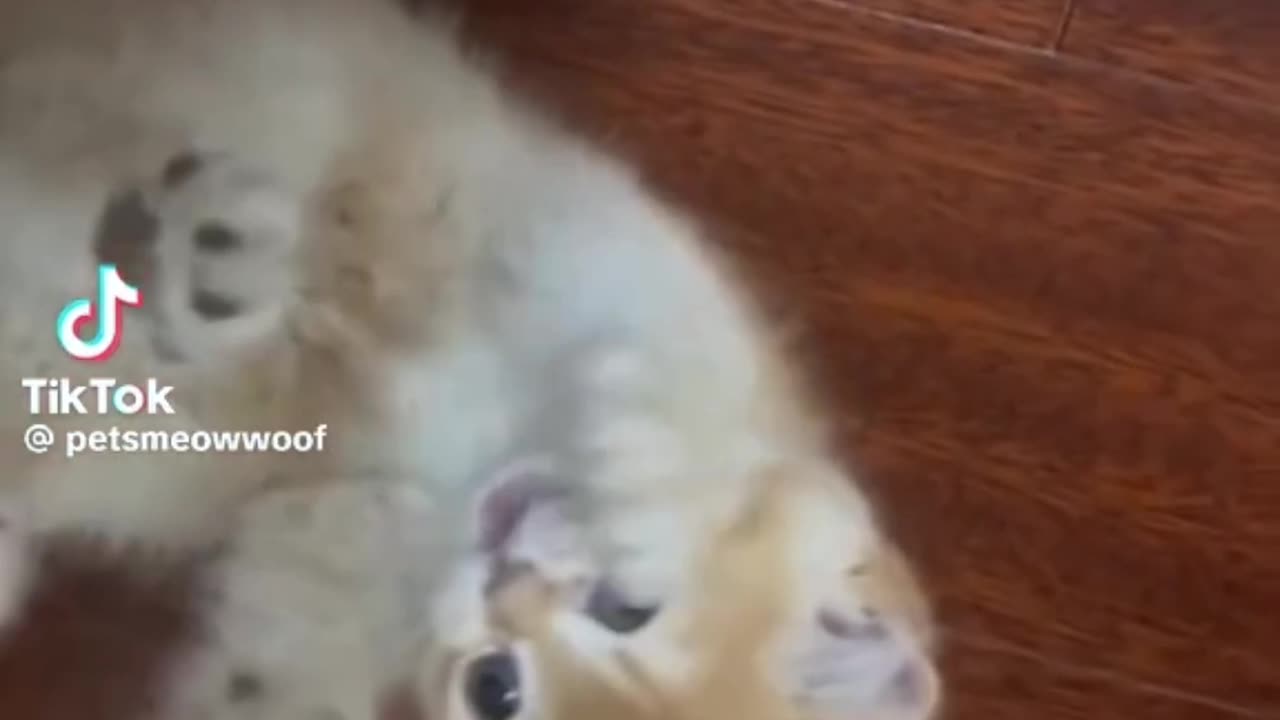 cute cat can't stop laughing😀