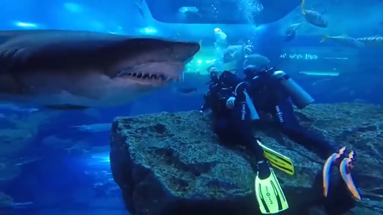 Extremely close encounter with a shark.