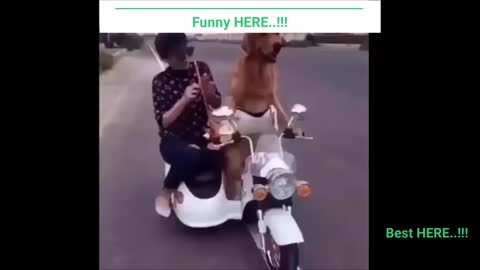 Very Funny Videos HD