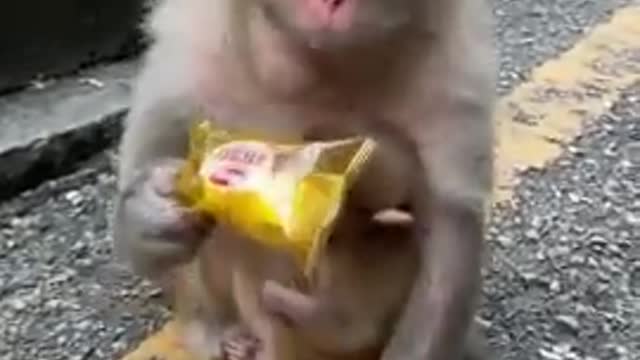 Very Cute Monkey with baby on its Belly