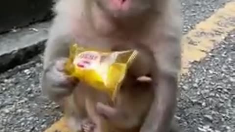 Very Cute Monkey with baby on its Belly