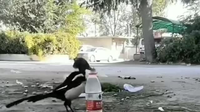 This funny pets video for Indian