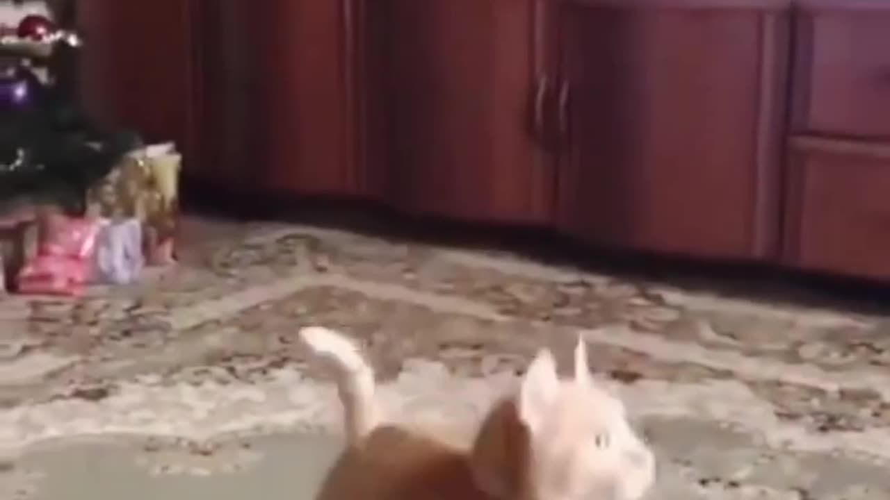 Viral Cat Videos Mix #21 🐈😻