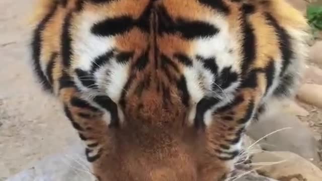 The tiger drank water