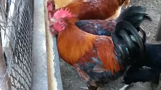 happy chickens