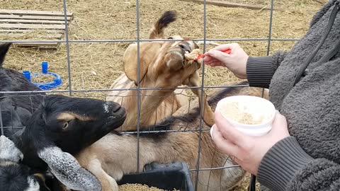 Spoon feeding goats😂😂spoiled I guess!!