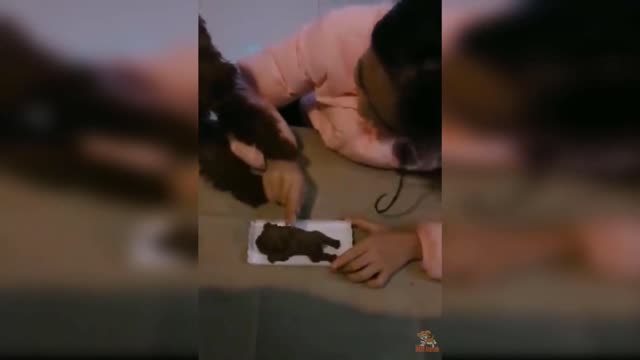 Dog reaction to cutting cake 🍰 funny dog cake reaction (part 1)