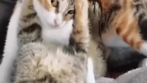 Funny cat