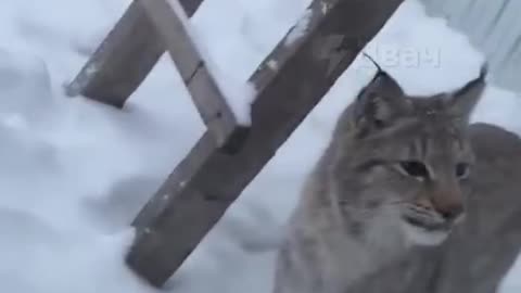 Lynx kitten came to visit.