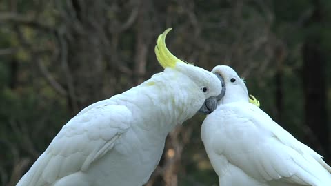 Funny Cockatoo Love -White parrot birds- Beautiful White Cockatoo Bird