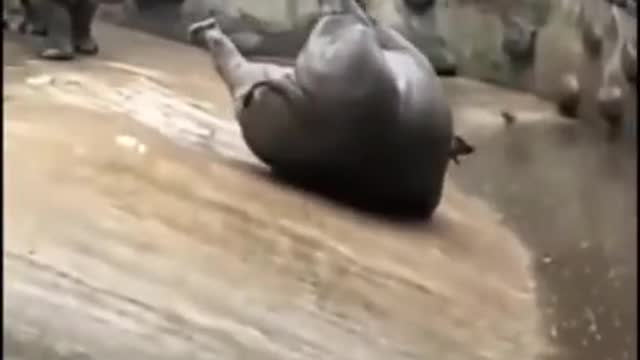 Animal creature