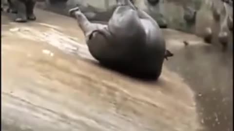 Animal creature