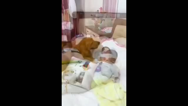 DOG SAVES THE CHILD AND NOTIFIES THE OWNER