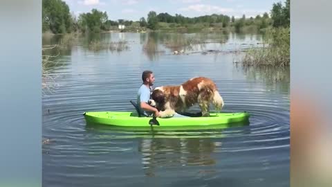 ULTIMATE FUNNY DOG VIDEO COMPILATION | FUNNY PET VIDEOS