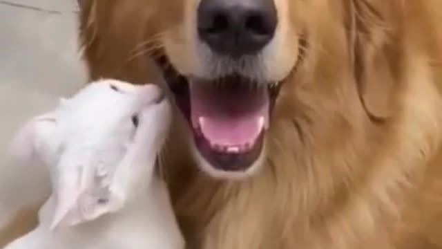Cute and Funny Dog Videos Animals
