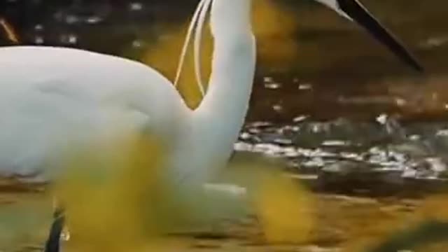 Netural of Beauty 🐦/Hunting 🐟🐟 HD short video/ Animalsclub1