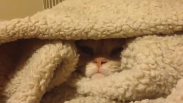 Cat politely declines being removed from blanket pile