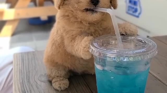 GOLDEN RETRIVER PUPPY drink juice with straw