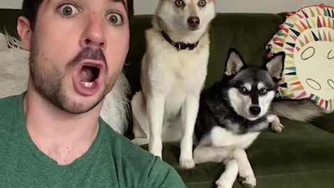 AWW SO FUNNY😂😂 Super Dogs Reaction Videos