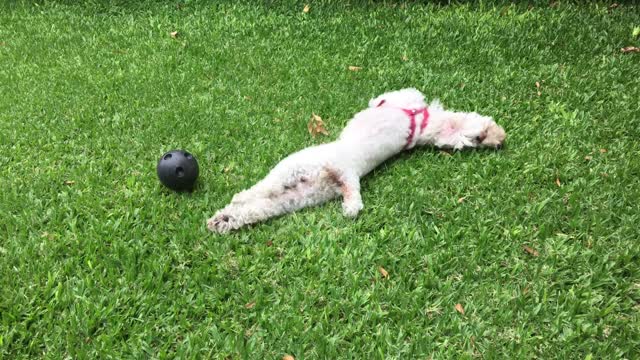 The dog play with ball