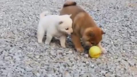 Three puppy Play a Bowl