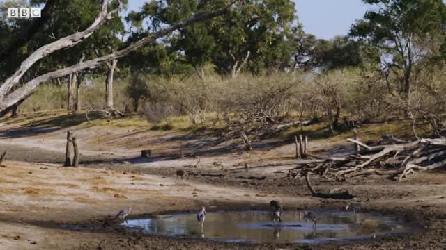 Leopard Learns How to Catch a Fish_Cut.mp4