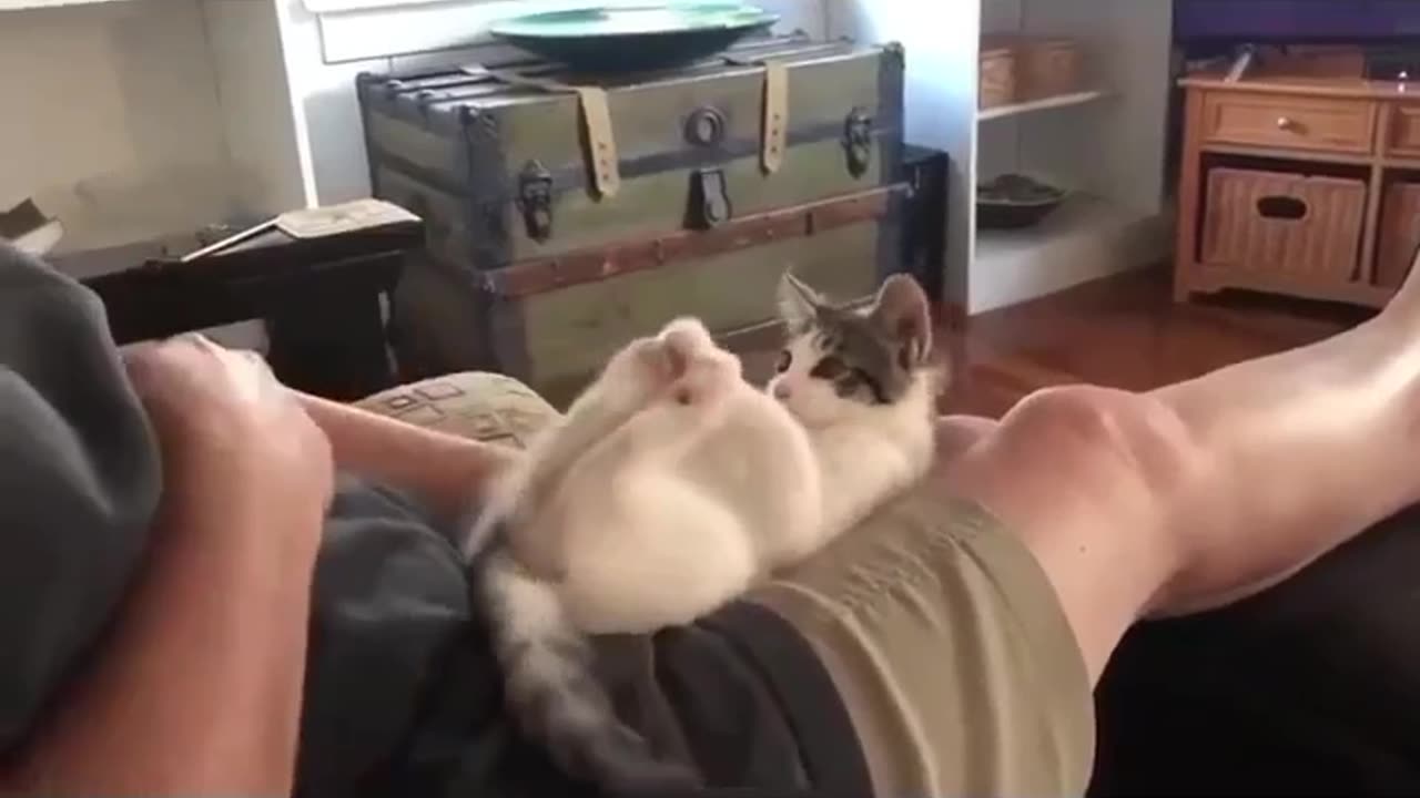 A rabbit in a cats body/funny cat