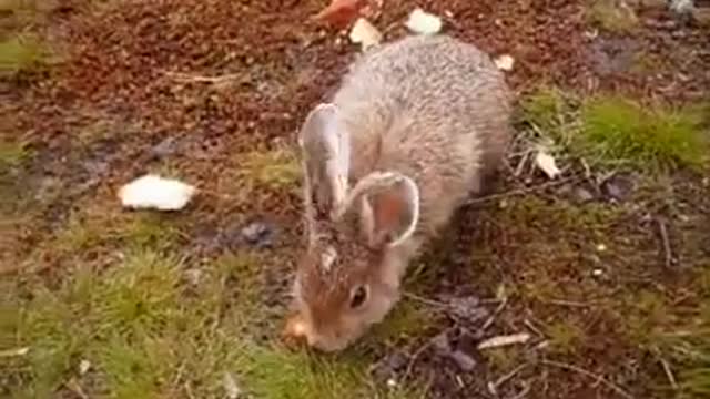 Groundhogs and other wildlife in Labrador Canada