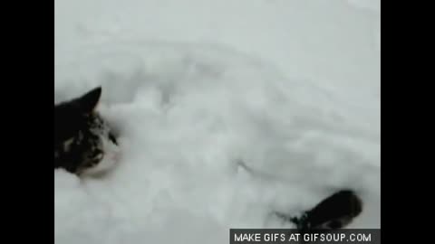 Funny Cats Clips 30 Seconds