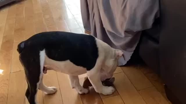 Playin with big sister