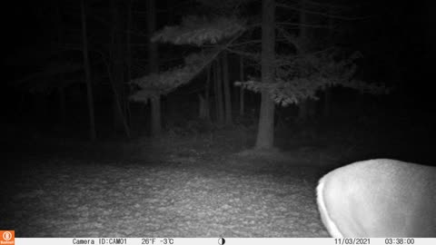 Nice Buck