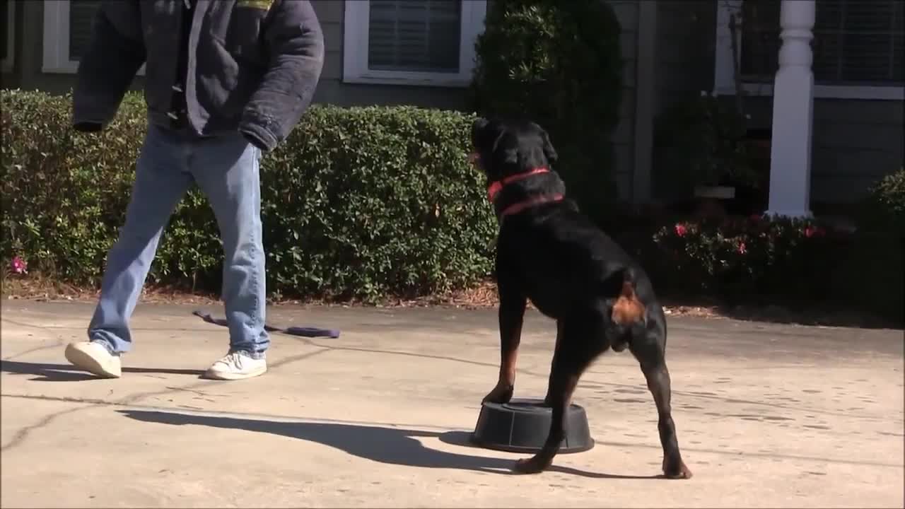 Teaching dogs to guard people and objects