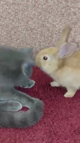 Watch the pets and their beauty 😍 😘