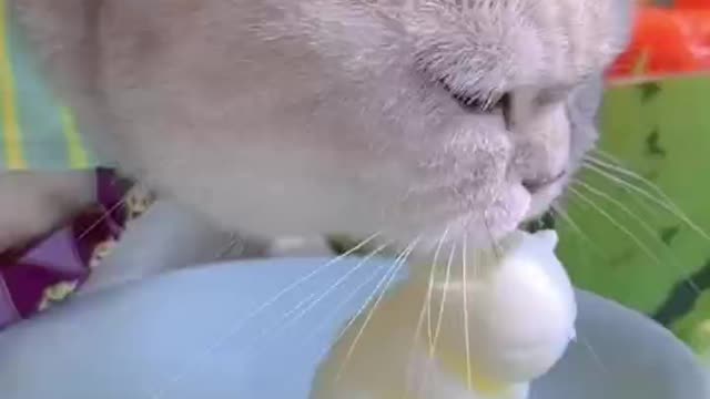 A cat that makes summer drinks