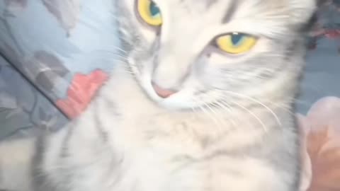 Cute cat funny video/ cute animal video