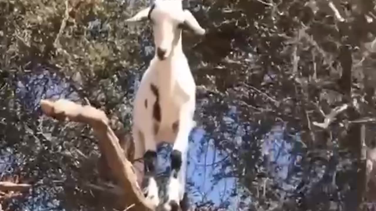 Goat climbing trees