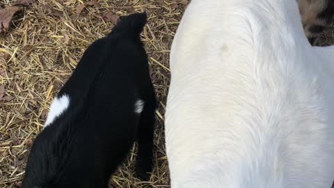 Goats going out for the day