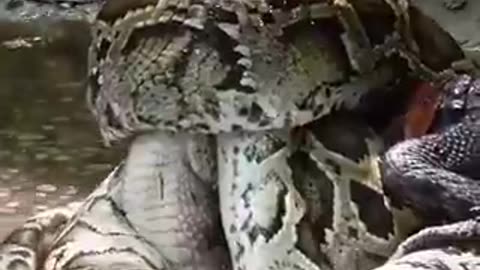 Predator attacked by Big Wild Python