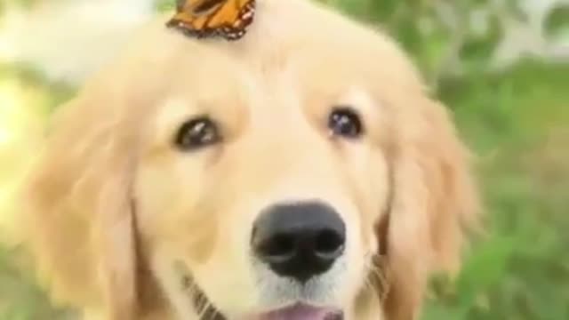 My love for butterflies