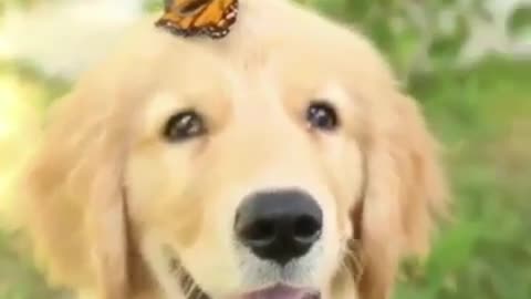 My love for butterflies