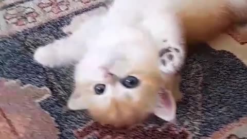 Very cute cat video 😍