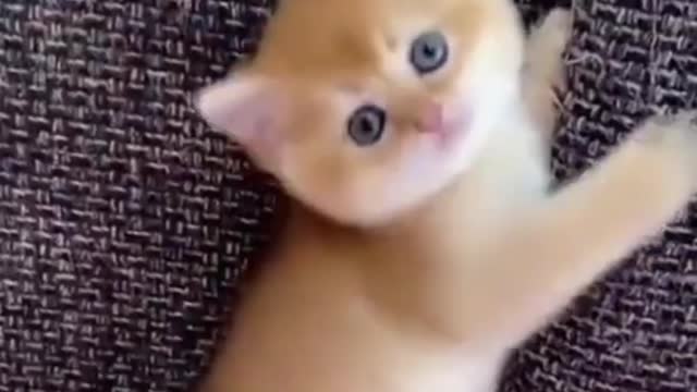 Funny cut kitten fun