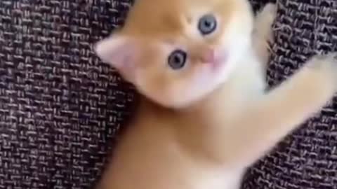 Funny cut kitten fun