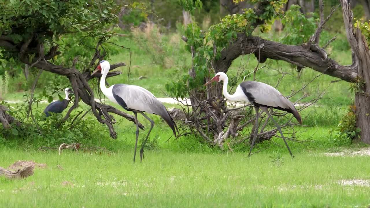 8K Wild Birds Special Collection Ultra Video