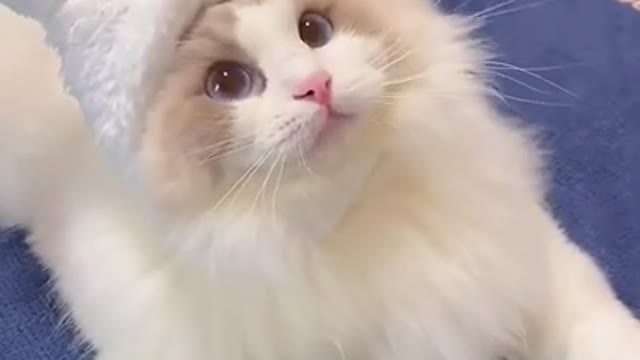 Cute cat